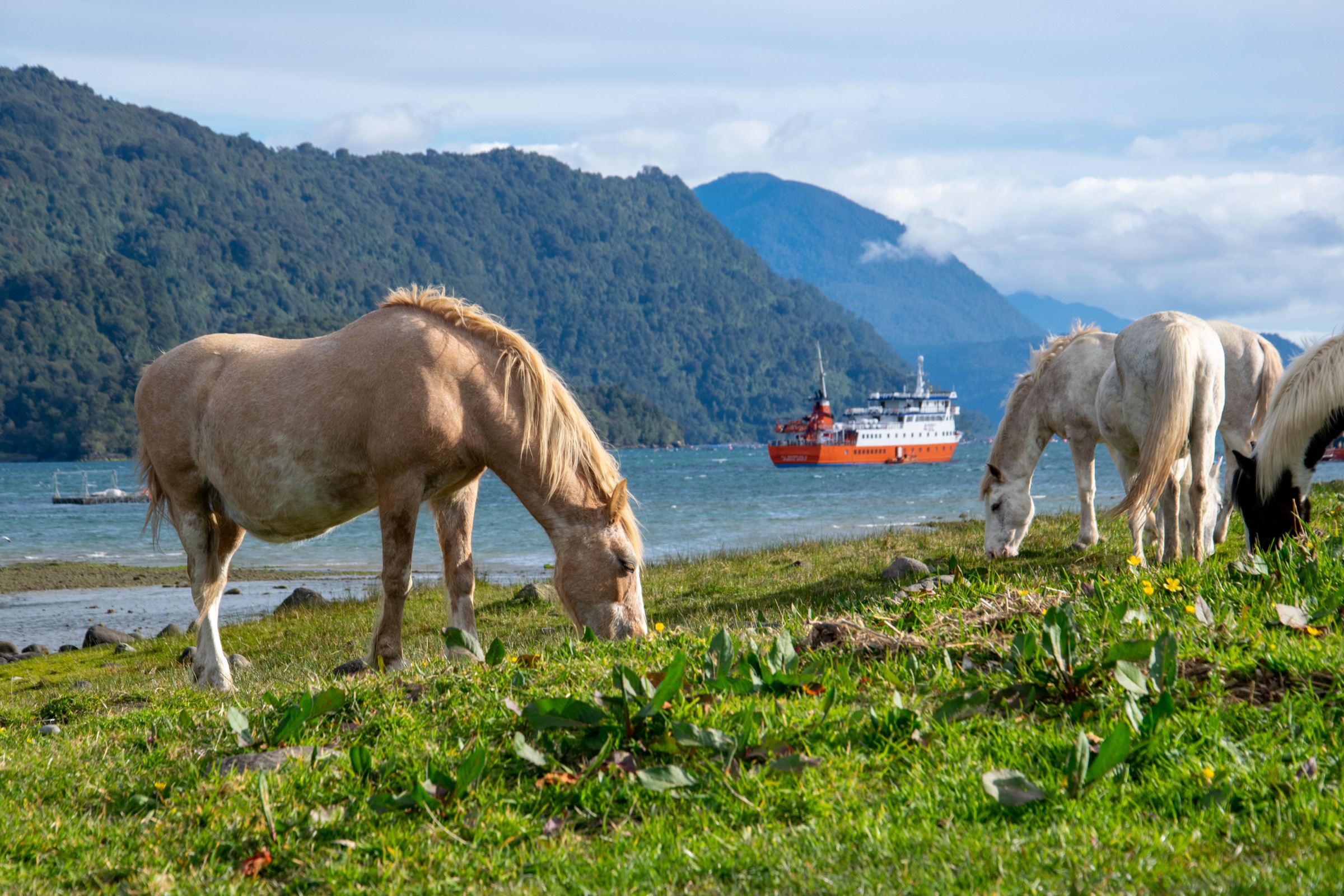 Caballos pastando en la costa con el Skorpios anclado al fondo
